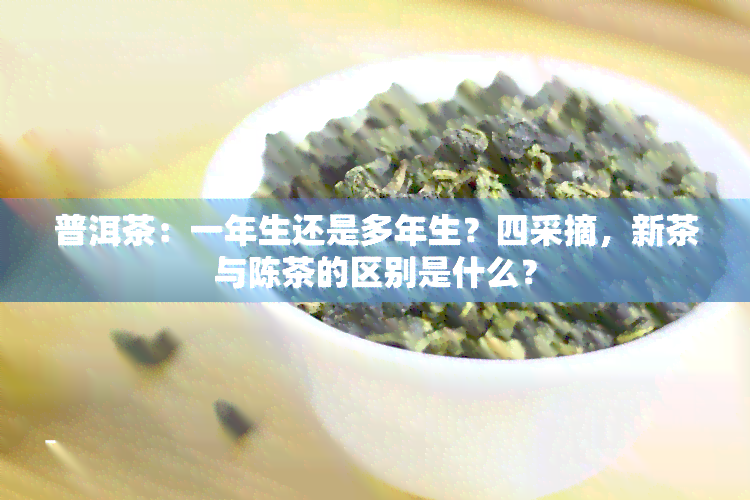 普洱茶：一年生还是多年生？四采摘，新茶与陈茶的区别是什么？