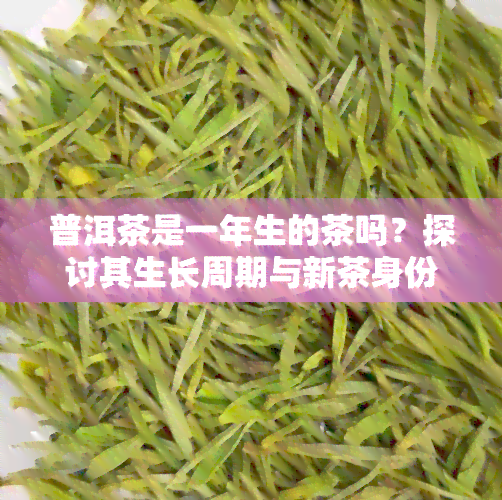 普洱茶是一年生的茶吗？探讨其生长周期与新茶身份