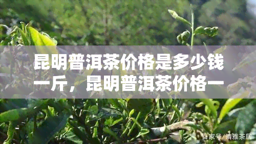 昆明普洱茶价格是多少钱一斤，昆明普洱茶价格一览，一斤要多少钱？