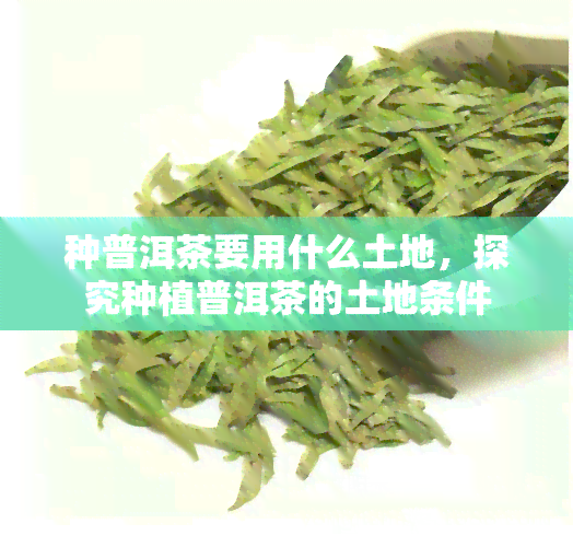 种普洱茶要用什么土地，探究种植普洱茶的土地条件