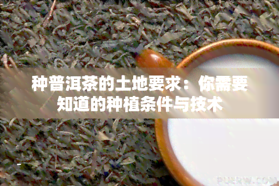 种普洱茶的土地要求：你需要知道的种植条件与技术