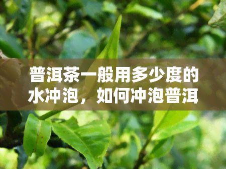 普洱茶一般用多少度的水冲泡，如何冲泡普洱茶：适宜的水是多少度？