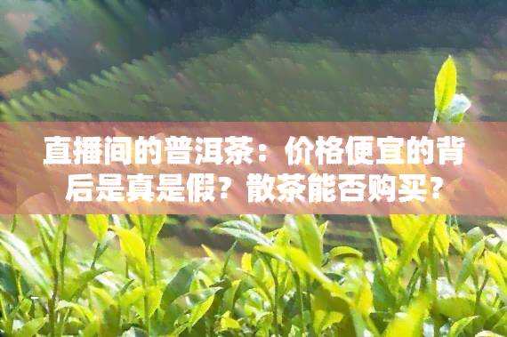 直播间的普洱茶：价格便宜的背后是真是假？散茶能否购买？