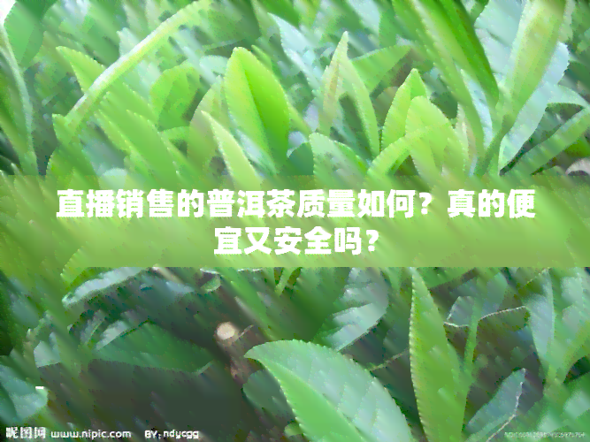 直播销售的普洱茶质量如何？真的便宜又安全吗？