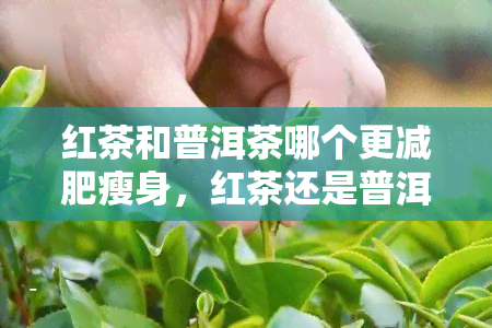 红茶和普洱茶哪个更减肥瘦身，红茶还是普洱茶？哪种更能助你减肥瘦身？