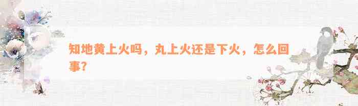 知地黄上火吗，丸上火还是下火，怎么回事？