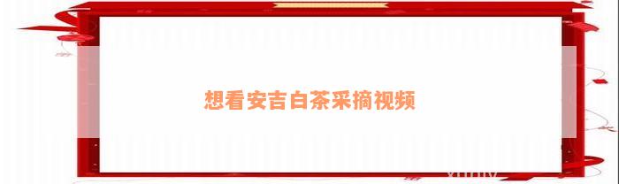 想看安吉白茶采摘视频