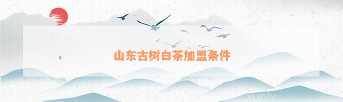 山东古树白茶加盟条件