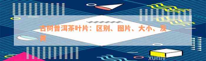 古树普洱茶叶片：区别、图片、大小、发黄