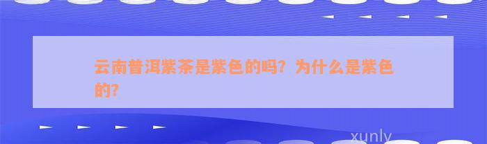 云南普洱紫茶是紫色的吗？为什么是紫色的？