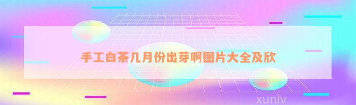 手工白茶几月份出芽啊图片大全及欣