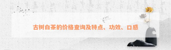 古树白茶的价格查询及特点、功效、口感