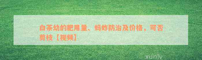 白茶幼的肥用量、蚂蚱防治及价格，可否剪枝【视频】