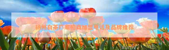 扬州白茶厂家招商加盟电话及品牌推荐
