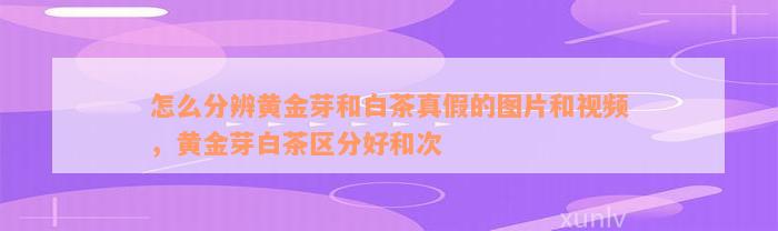 怎么分辨黄金芽和白茶真假的图片和视频，黄金芽白茶区分好和次