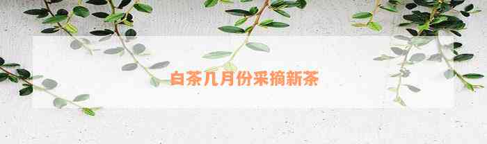 白茶几月份采摘新茶