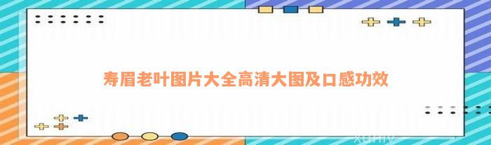 寿眉老叶图片大全高清大图及口感功效