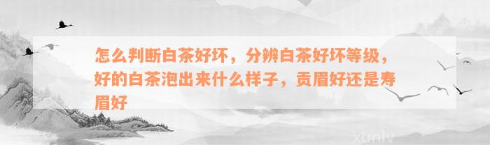 怎么判断白茶好坏，分辨白茶好坏等级，好的白茶泡出来什么样子，贡眉好还是寿眉好