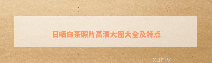 日晒白茶照片高清大图大全及特点