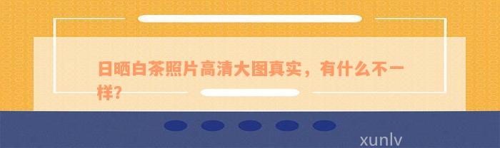 日晒白茶照片高清大图真实，有什么不一样？