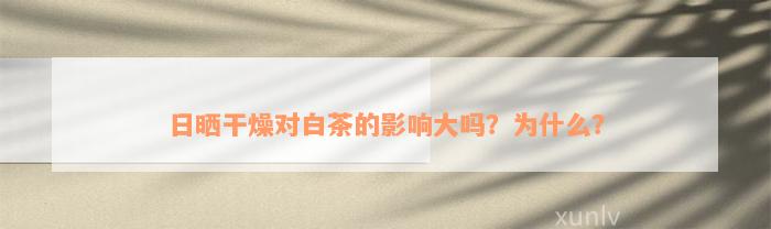 日晒干燥对白茶的影响大吗？为什么？