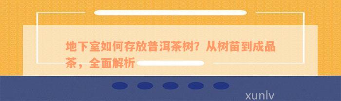 地下室如何存放普洱茶树？从树苗到成品茶，全面解析