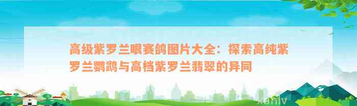 高级紫罗兰眼赛鸽图片大全：探索高纯紫罗兰鹦鹉与高档紫罗兰翡翠的异同