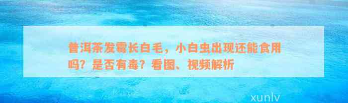 普洱茶发霉长白毛，小白虫出现还能食用吗？是否有毒？看图、视频解析