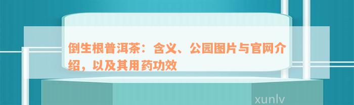 倒生根普洱茶：含义、公园图片与官网介绍，以及其用药功效