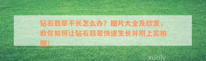 钻石翡翠不长怎么办？图片大全及欣赏，教你如何让钻石翡翠快速生长并附上实拍图！