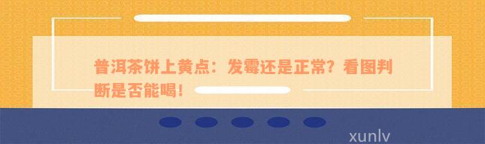 普洱茶饼上黄点：发霉还是正常？看图判断是否能喝！