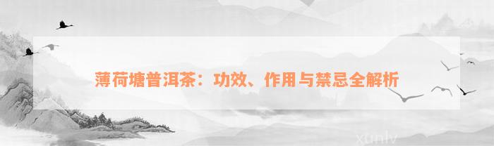 薄荷塘普洱茶：功效、作用与禁忌全解析