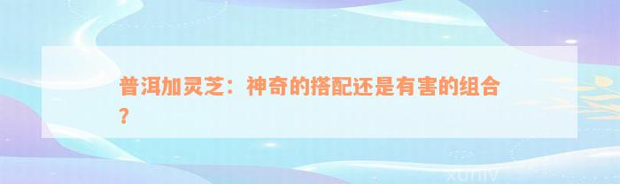 普洱加灵芝：神奇的搭配还是有害的组合？