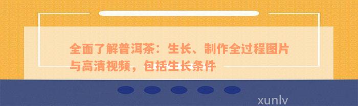 全面了解普洱茶：生长、制作全过程图片与高清视频，包括生长条件