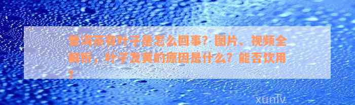 普洱茶有叶子是怎么回事？图片、视频全解析，叶子发黄的原因是什么？能否饮用？