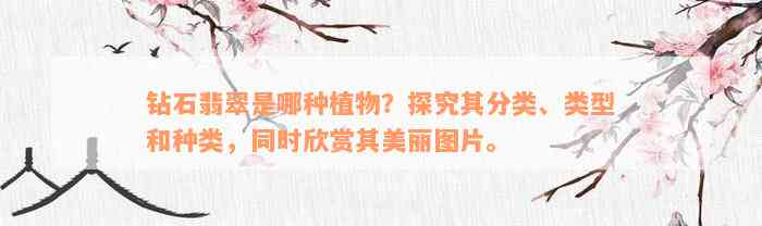 钻石翡翠是哪种植物？探究其分类、类型和种类，同时欣赏其美丽图片。