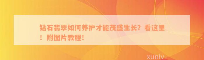 钻石翡翠如何养护才能茂盛生长？看这里！附图片教程！