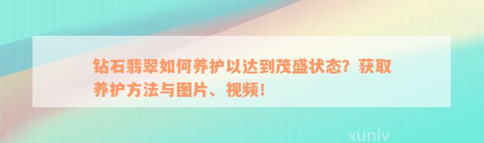 钻石翡翠如何养护以达到茂盛状态？获取养护方法与图片、视频！