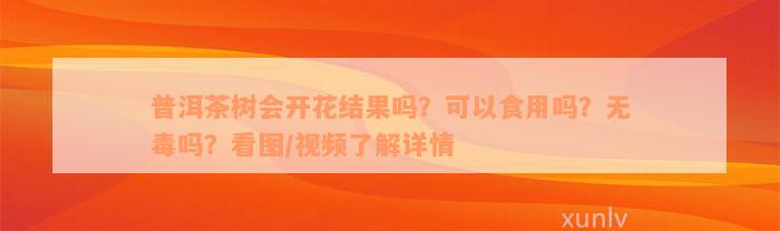 普洱茶树会开花结果吗？可以食用吗？无毒吗？看图/视频了解详情