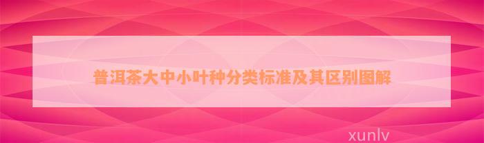 普洱茶大中小叶种分类标准及其区别图解