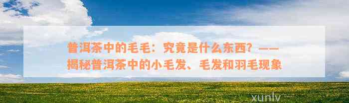 普洱茶中的毛毛：究竟是什么东西？——揭秘普洱茶中的小毛发、毛发和羽毛现象