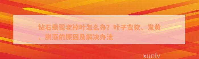 钻石翡翠老掉叶怎么办？叶子变软、发黄、脱落的原因及解决办法