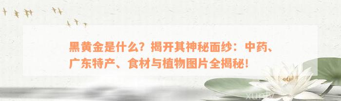 黑黄金是什么？揭开其神秘面纱：中药、广东特产、食材与植物图片全揭秘！