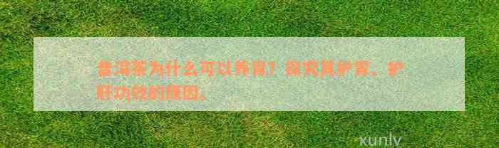 普洱茶为什么可以养胃？探究其护胃、护肝功效的原因。