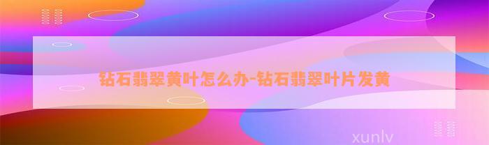 钻石翡翠黄叶怎么办-钻石翡翠叶片发黄