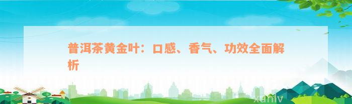 普洱茶黄金叶：口感、香气、功效全面解析