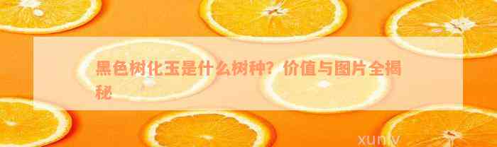 黑色树化玉是什么树种？价值与图片全揭秘