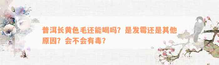 普洱长黄色毛还能喝吗？是发霉还是其他原因？会不会有毒？