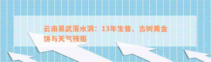 云南易武落水洞：13年生普、古树黄金饼与天气预报